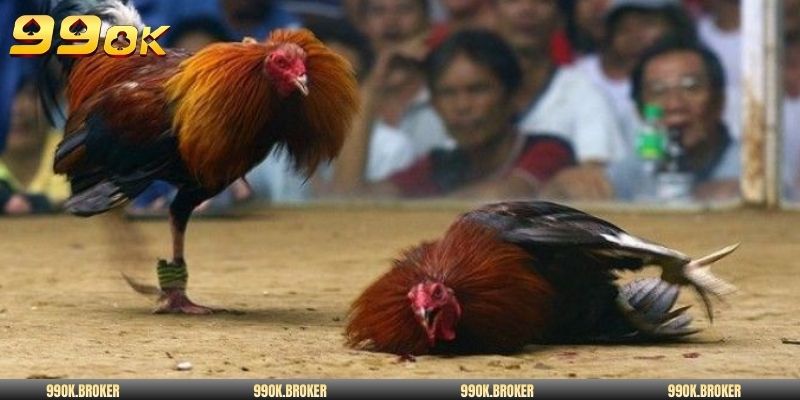 3 cửa cược cơ bản trong chọi kê Thomo VIP