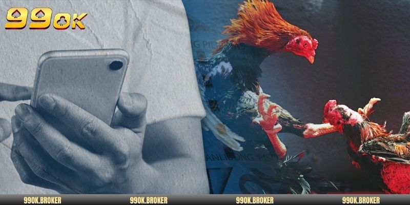 4 yếu tố quan trọng cần chú ý khi cược gà