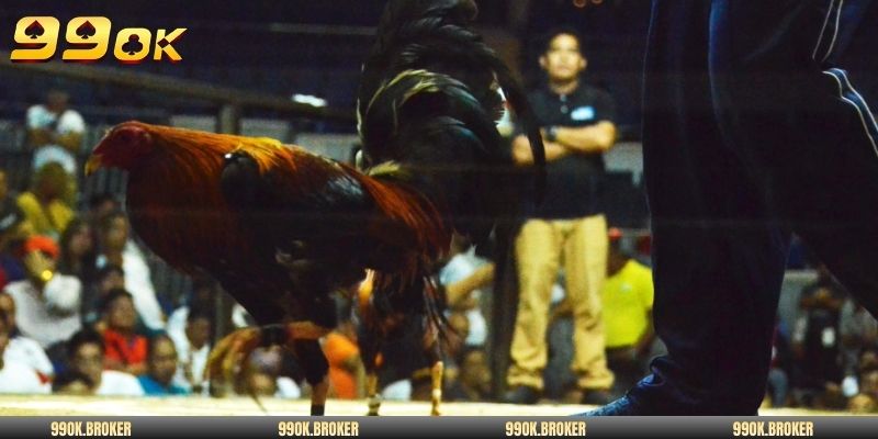 Đấu gà Thomo VIP hôm nay có luật chơi minh bạch